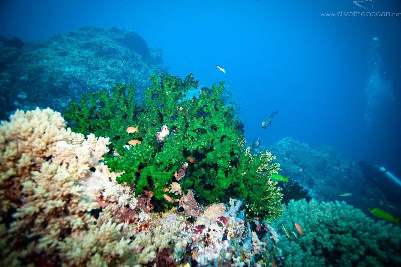 Black Sun Coral (Tubastraea micranthus)