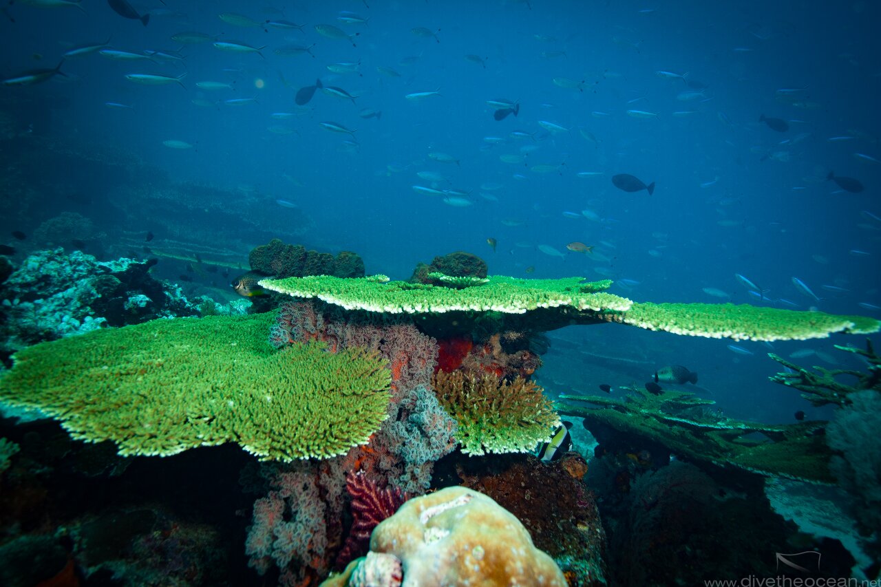 Green table corals