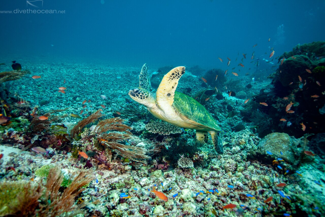 Green Turtle