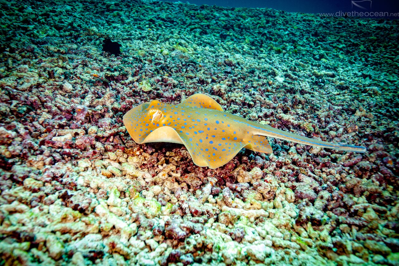 Blue spoted stingray