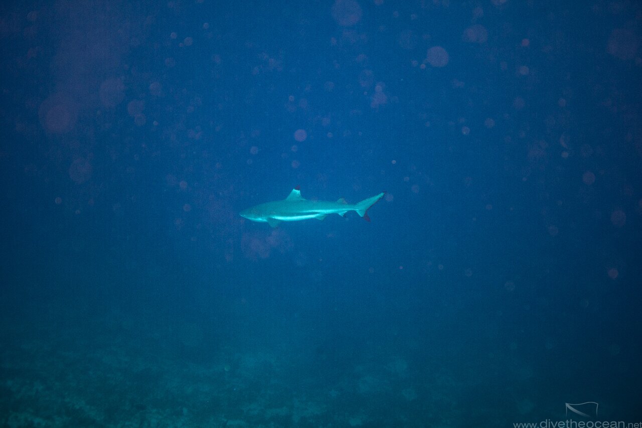 Black tip