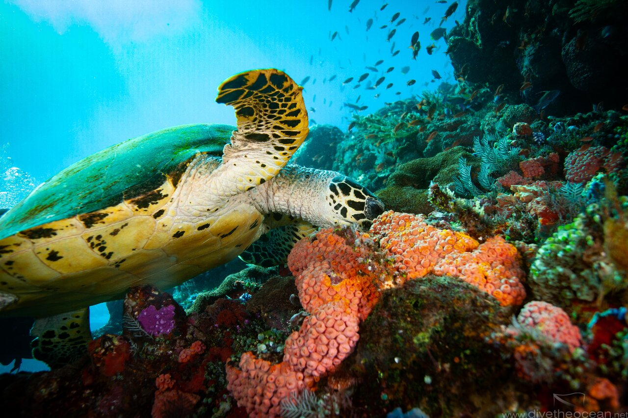 Feeding Green Turtle