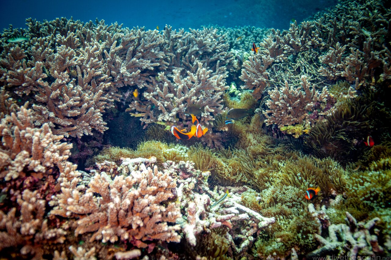 Anemone life - SD dive site Nusa Penida