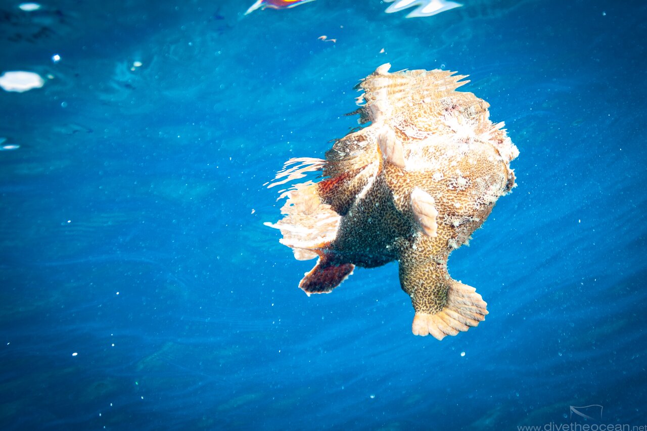 Frog fish