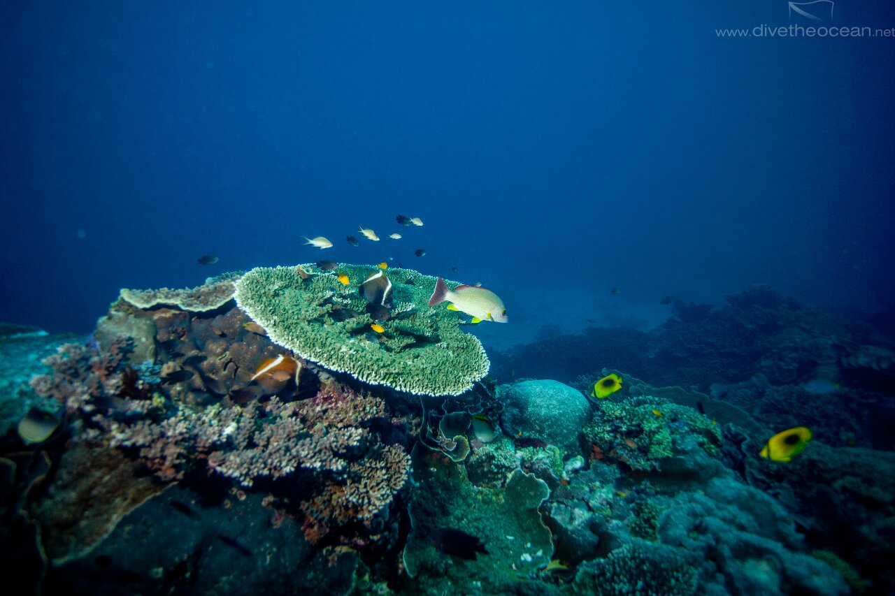 Table coral