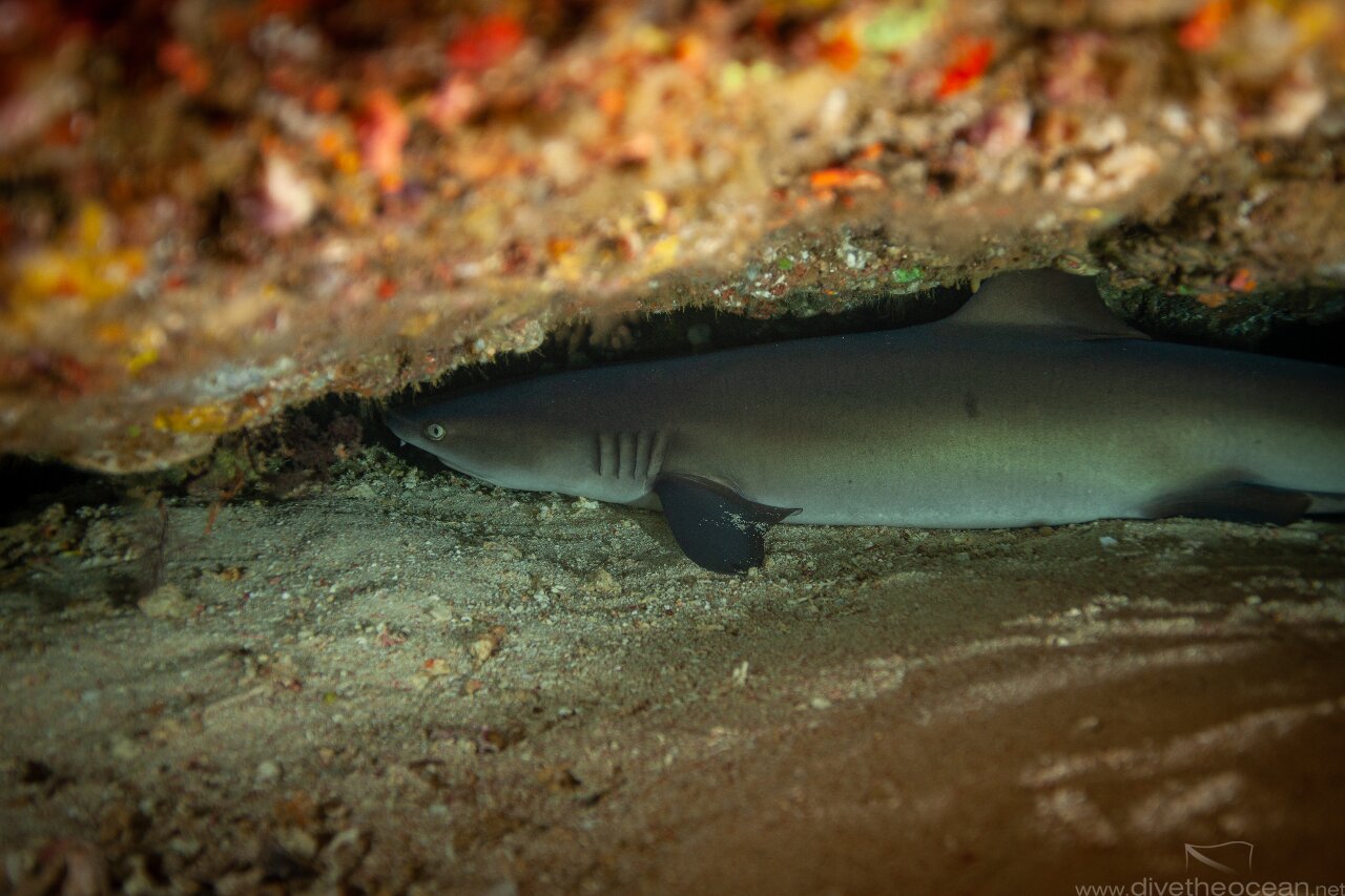 White tip shark