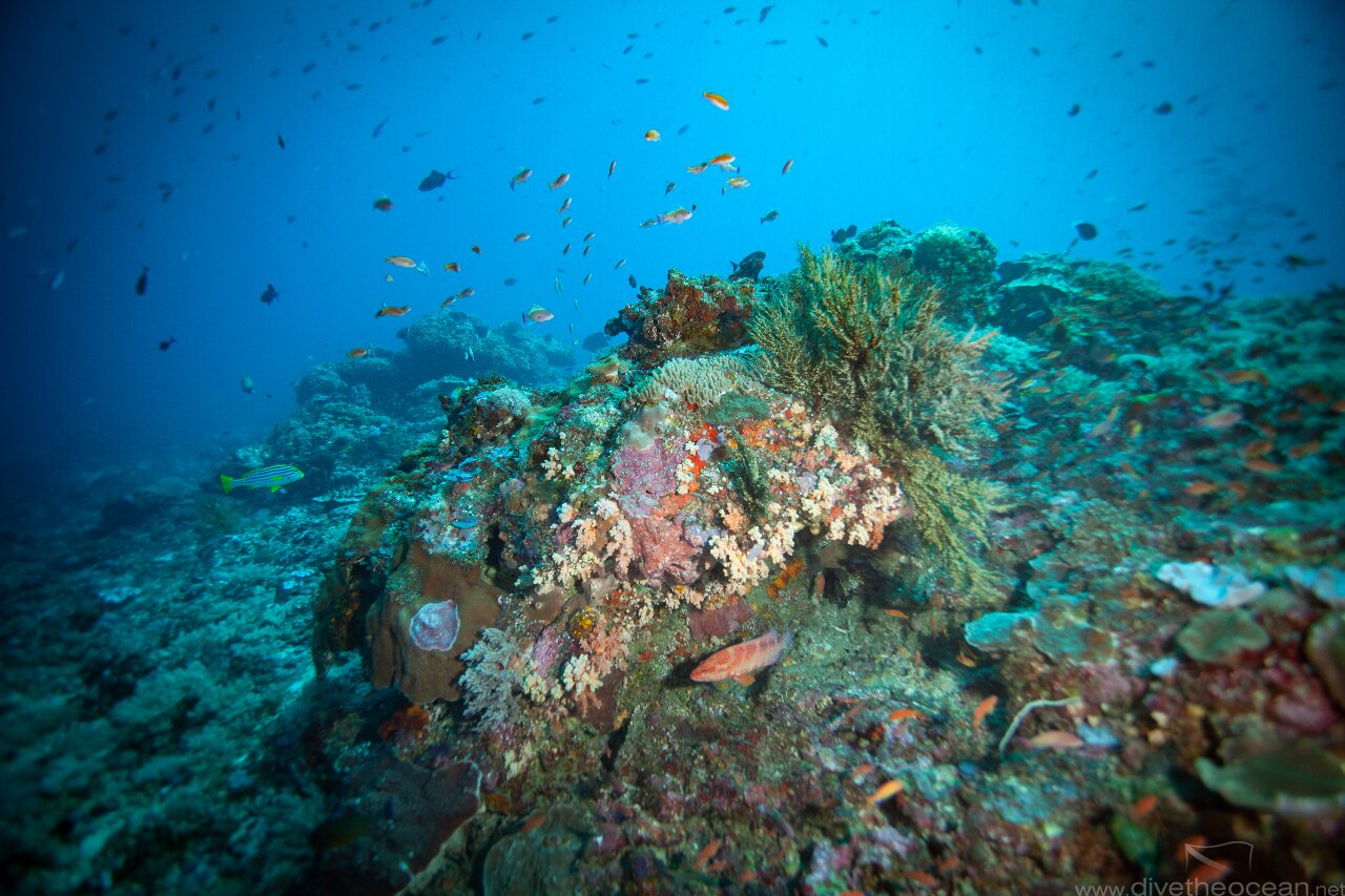 Coral reef - Nusa Penida