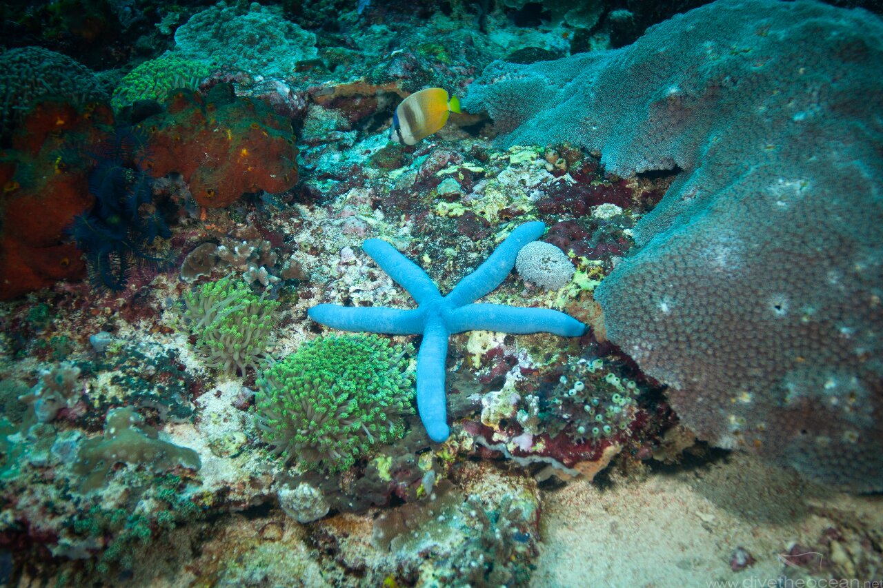 Blue starfish