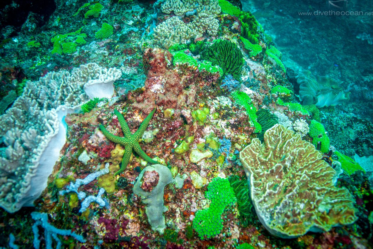 Green corals - Nusa Penida