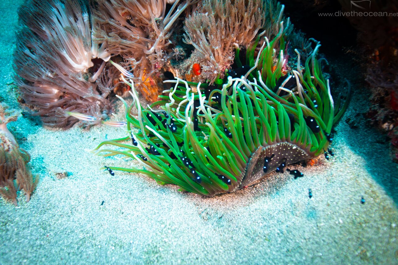 Green Anemone