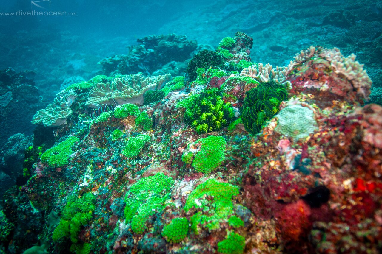 Green coral landscape