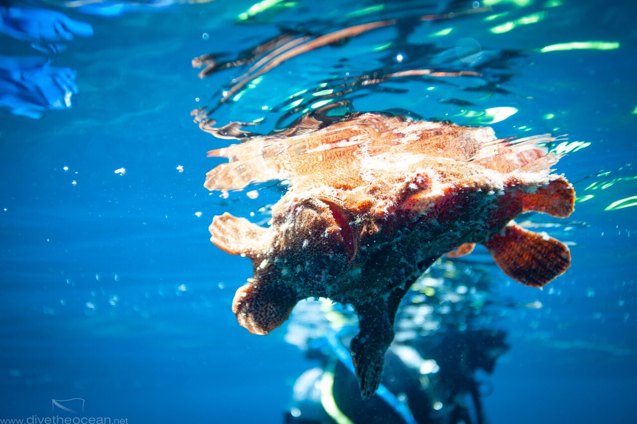 Frog fish