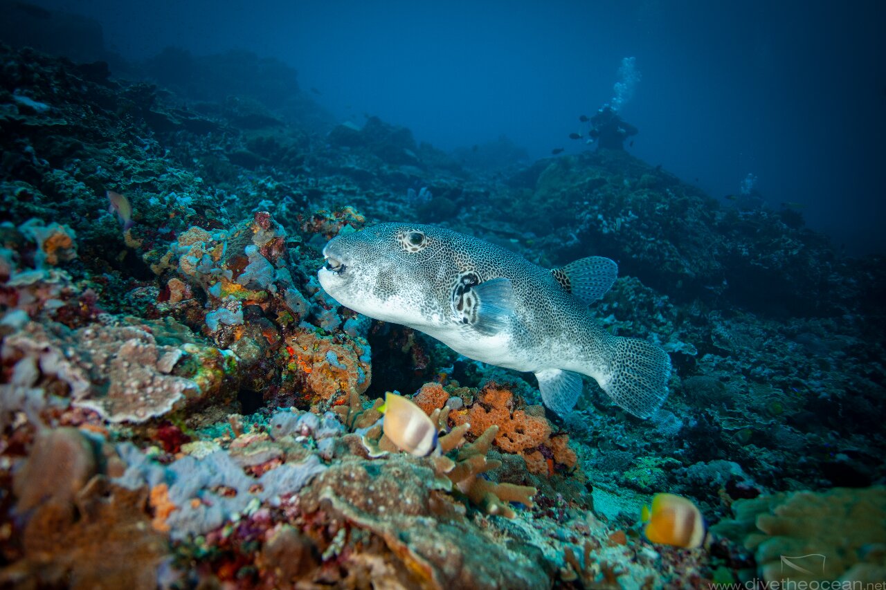 Stellate puffer (Arothron stellatus)