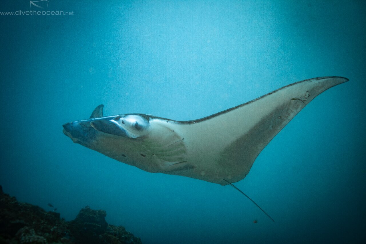 Reef Manta