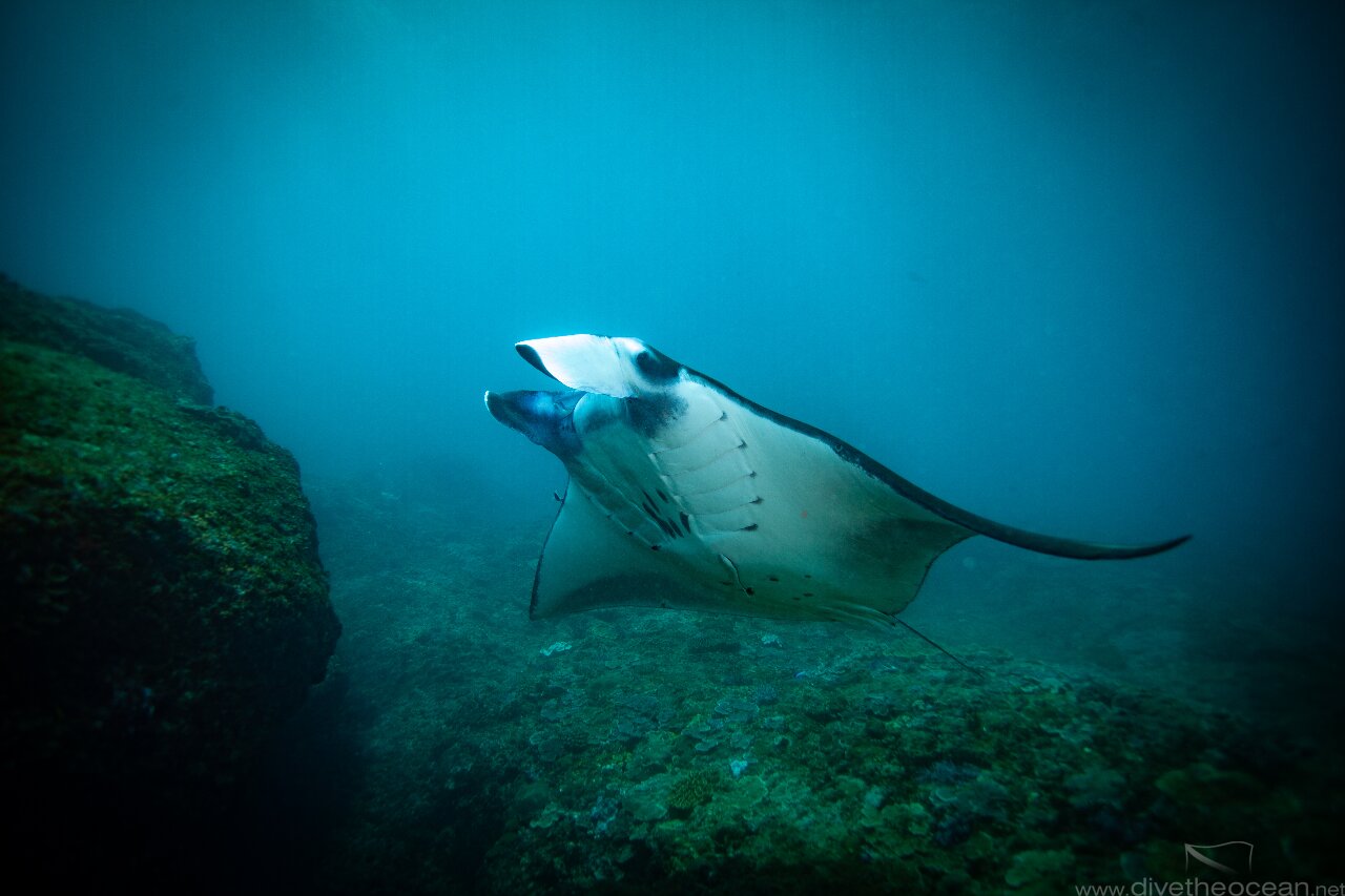 Manta Ray