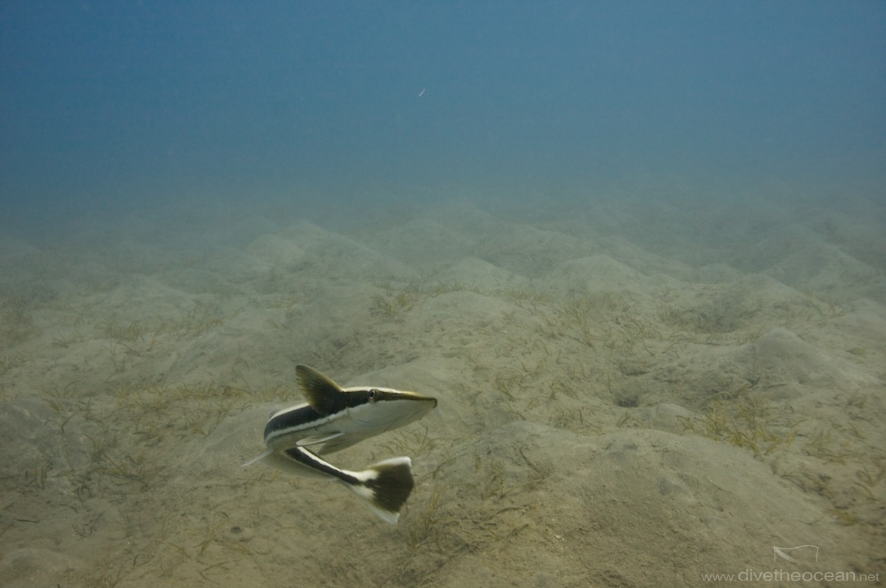 remora